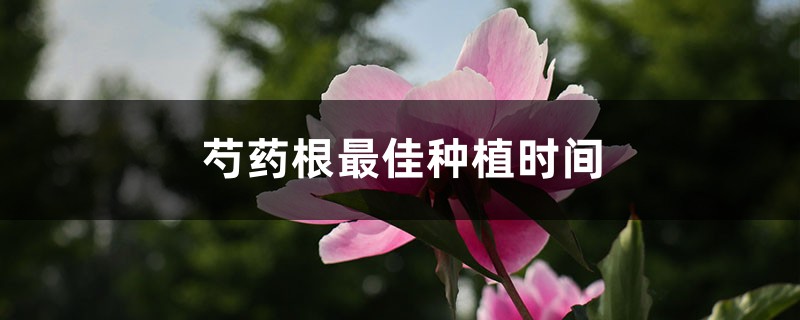 芍药根最佳种植时间 芍药根最佳种植时间