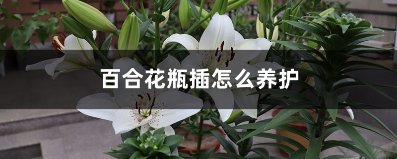 百合花瓶插怎么养护 百合花瓶插怎么养护
