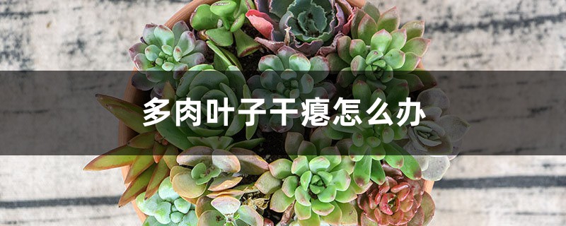 多肉叶子干瘪怎么办 多肉叶子干瘪怎么办