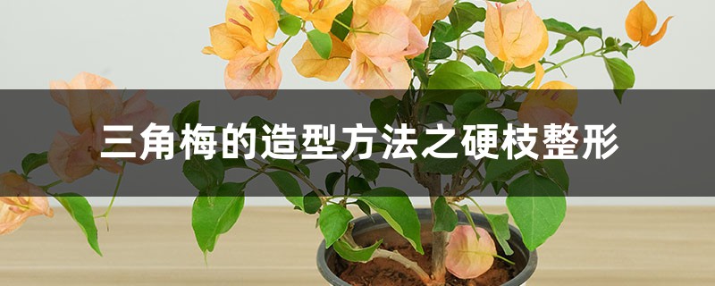 三角梅的造型方法之硬枝整形 三角梅的造型方法之硬枝整形