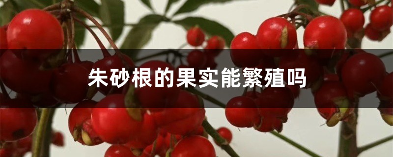 朱砂根的果实能繁殖吗 朱砂根的果实能繁殖吗