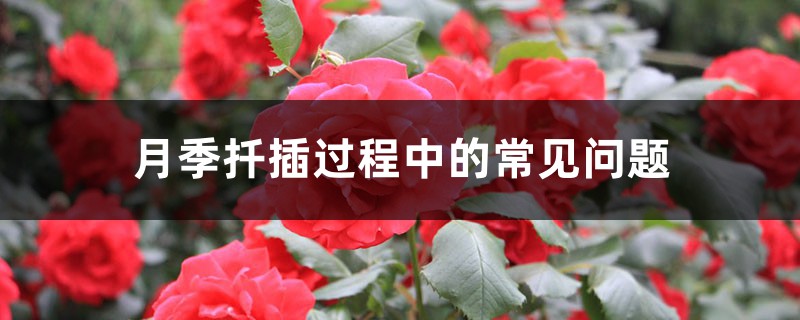 月季扦插过程中的常见问题 月季扦插过程中的常见问题