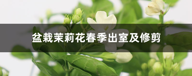 盆栽茉莉花春季出室及修剪 盆栽茉莉花春季出室及修剪