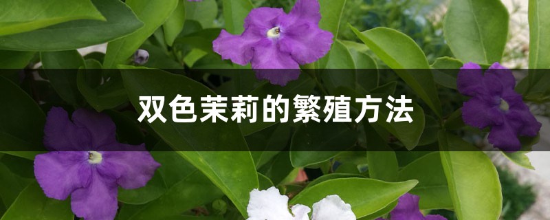 双色茉莉的繁殖方法 双色茉莉的繁殖方法