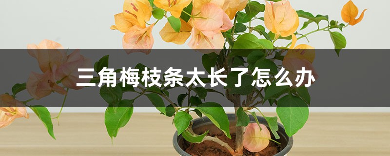 三角梅枝条太长了怎么办 三角梅枝条太长了怎么办