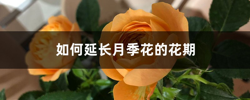 如何延长月季花的花期 如何延长月季花的花期