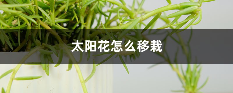 太阳花怎么移栽 太阳花怎么移栽
