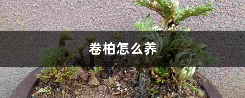卷柏怎么养 卷柏怎么养