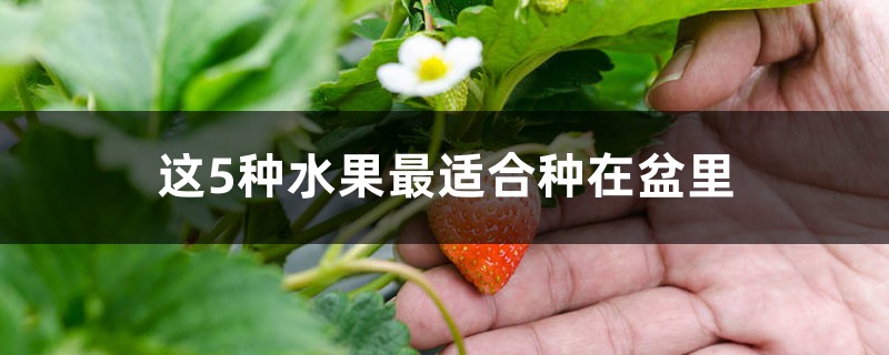 这5种水果最适合种在盆里 这5种水果最适合种在盆里