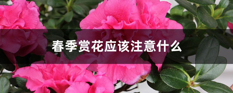 春季赏花应该注意什么 春季赏花应该注意什么