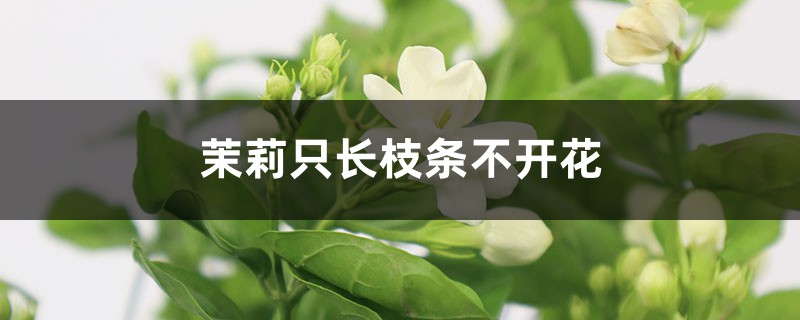 茉莉花的开花规律 茉莉花的开花规律