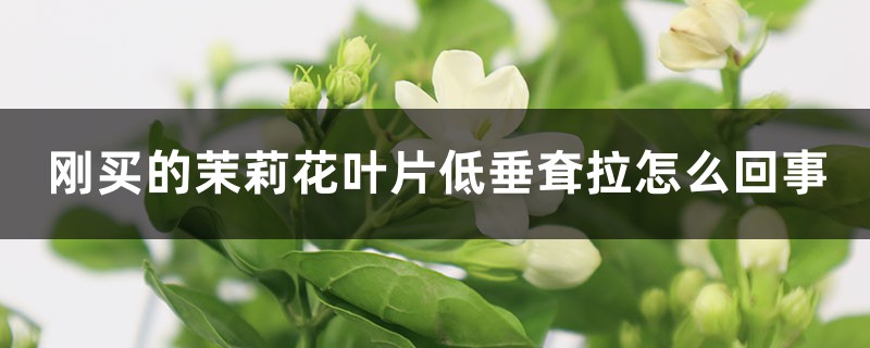 刚买的茉莉花叶片低垂耷拉怎么回事 刚买的茉莉花叶片低垂耷拉怎么回事