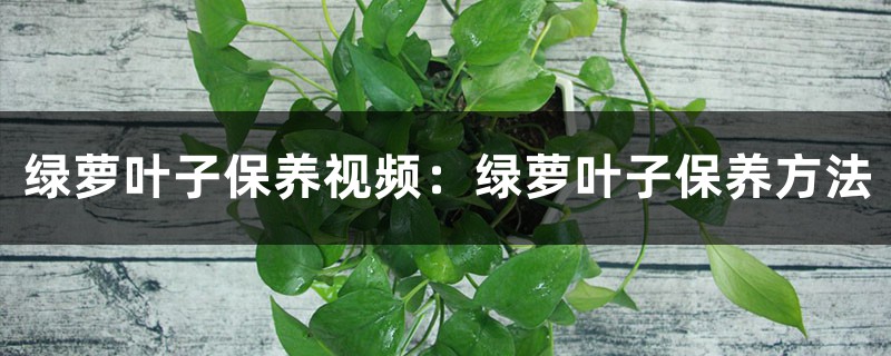 绿萝叶子保养视频:绿萝叶子保养方法 绿萝叶子保养视频:绿萝叶子保养方法