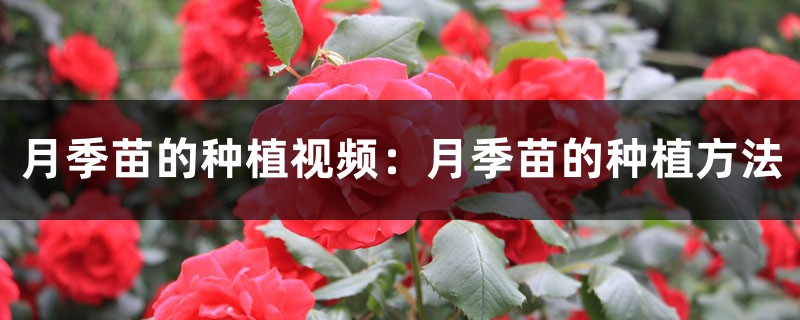 月季苗的种植视频:月季苗的种植方法 月季苗的种植视频:月季苗的种植方法