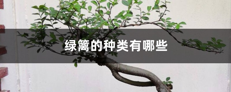 绿篱的种类有哪些 绿篱的种类有哪些