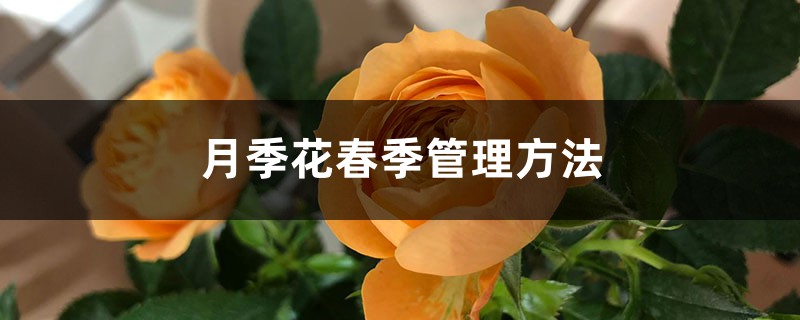月季花春季管理方法 月季花春季管理方法