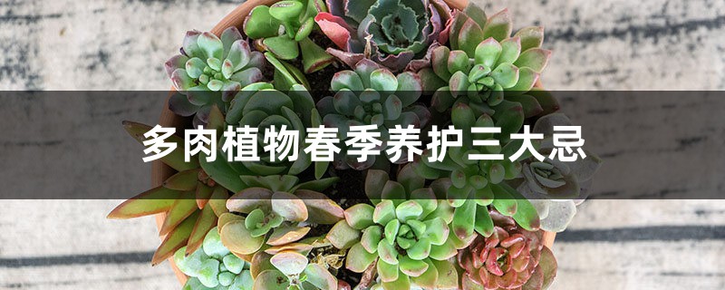 多肉植物春季养护三大忌 多肉植物春季养护三大忌