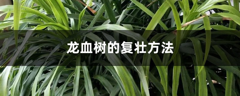 龙血树的复壮方法