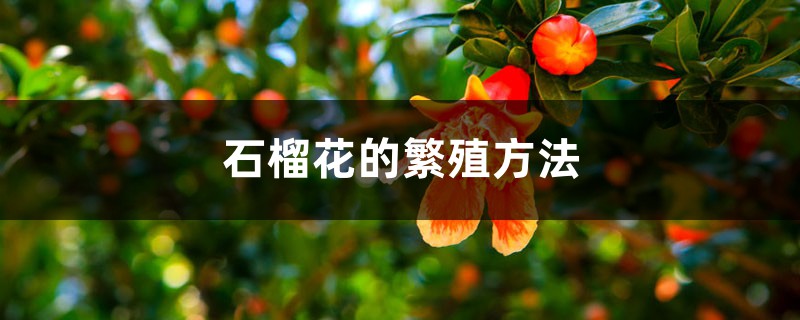 石榴花的繁殖方法 石榴花的繁殖方法