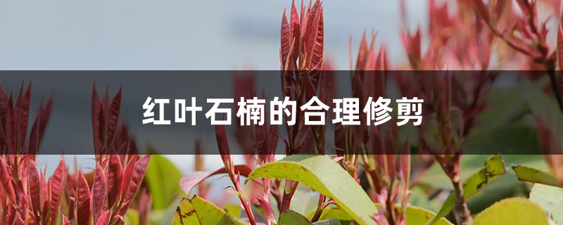 红叶石楠的合理修剪 红叶石楠的合理修剪