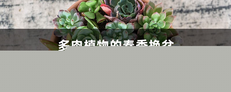 多肉植物的春季换盆 多肉植物的春季换盆