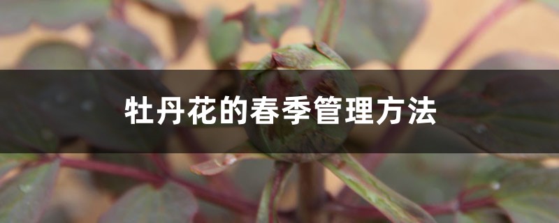 牡丹花的春季管理方法 牡丹花的春季管理方法
