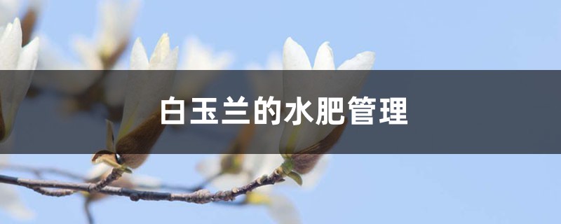 白玉兰的水肥管理 白玉兰的水肥管理