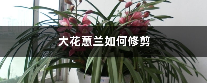 大花蕙兰如何修剪 大花蕙兰如何修剪