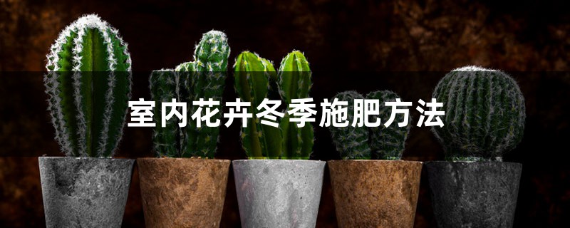 室内花卉冬季施肥方法 室内花卉冬季施肥方法