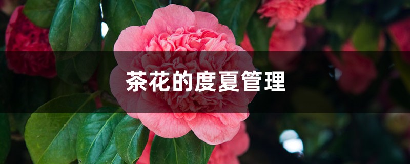 茶花的度夏管理 茶花的度夏管理