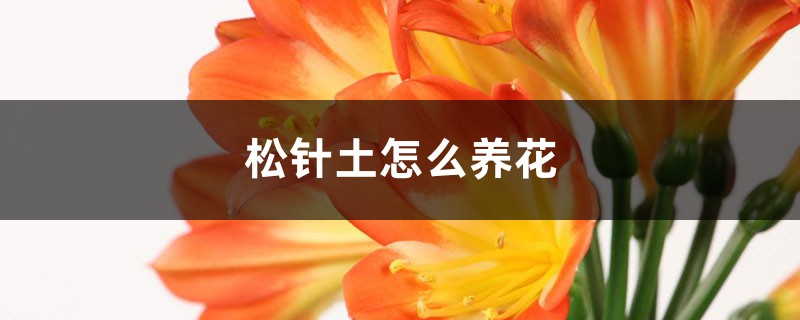 松针土怎么养花 松针土怎么养花