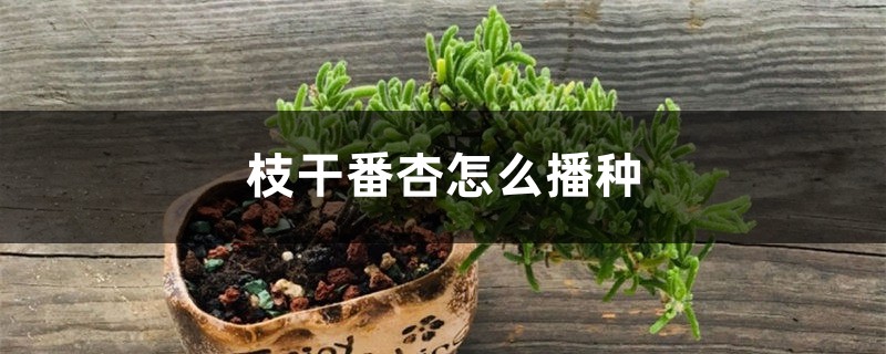 枝干番杏怎么播种 枝干番杏怎么播种