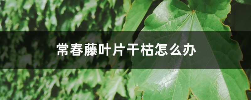 常春藤叶片干枯怎么办 常春藤叶片干枯怎么办