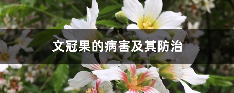 文冠果的病害及其防治 文冠果的病害及其防治