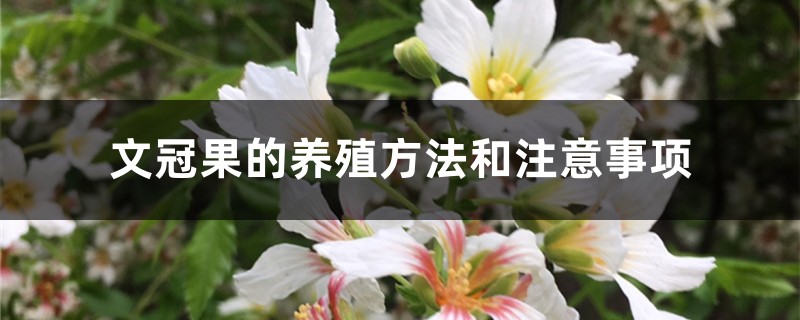 文冠果的养殖方法和注意事项 文冠果的养殖方法和注意事项