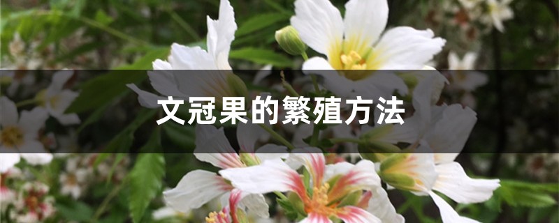 文冠果的繁殖方法 文冠果的繁殖方法