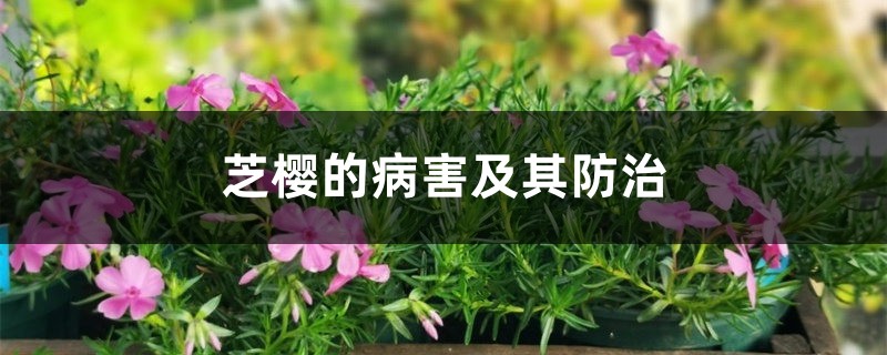 芝樱的病害及其防治 芝樱的病害及其防治