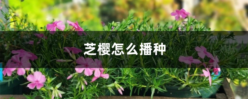 芝樱怎么播种 芝樱怎么播种