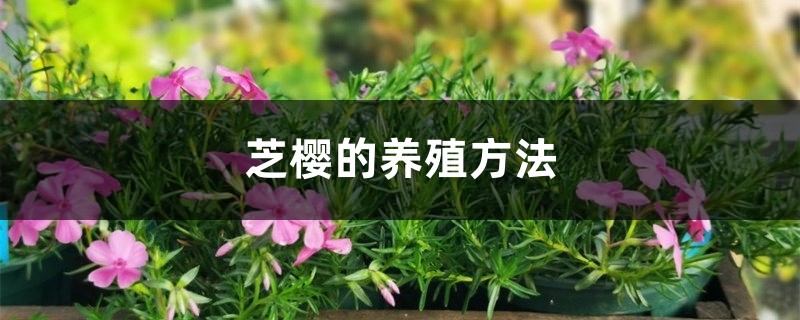 芝樱的养殖方法 芝樱的养殖方法