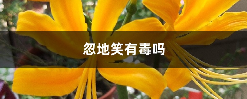忽地笑有毒吗 忽地笑有毒吗