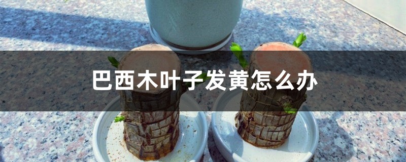 巴西木叶子发黄怎么办 巴西木叶子发黄怎么办