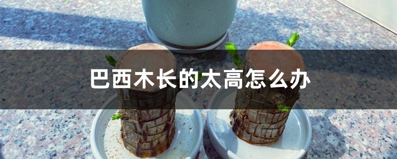 巴西木长的太高怎么办 巴西木长的太高怎么办