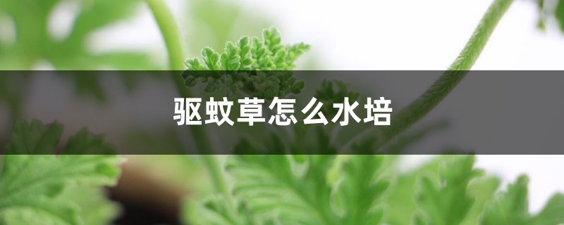 驱蚊草怎么水培 驱蚊草怎么水培