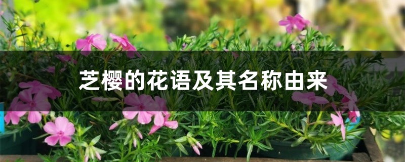 芝樱的花语及其名称由来 芝樱的花语及其名称由来
