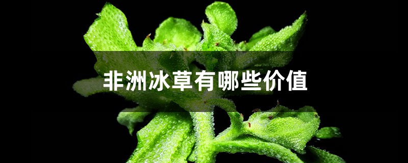非洲冰草有哪些价值 非洲冰草有哪些价值