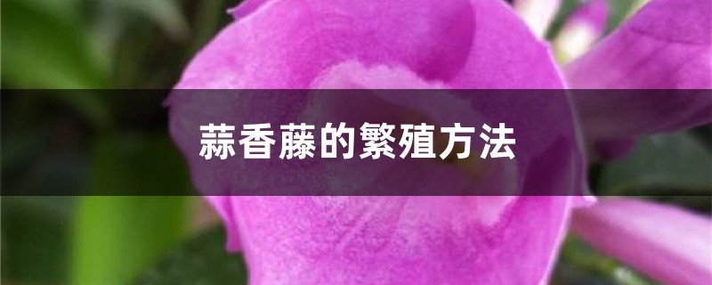 蒜香藤的繁殖方法 蒜香藤的繁殖方法