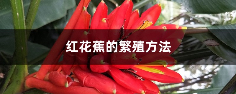 红花蕉的繁殖方法 红花蕉的繁殖方法