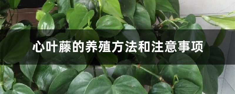心叶藤的养殖方法和注意事项 心叶藤的养殖方法和注意事项