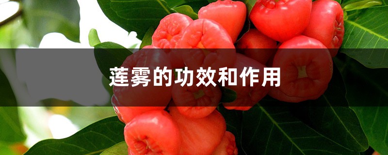 莲雾的功效和作用 莲雾的功效和作用