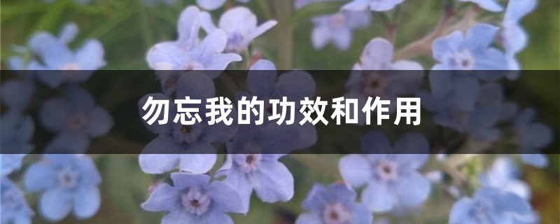 勿忘我的功效和作用 勿忘我的功效和作用